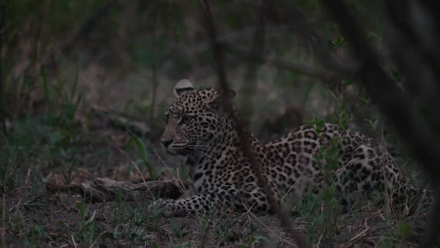 A cheetah is resting in the grass