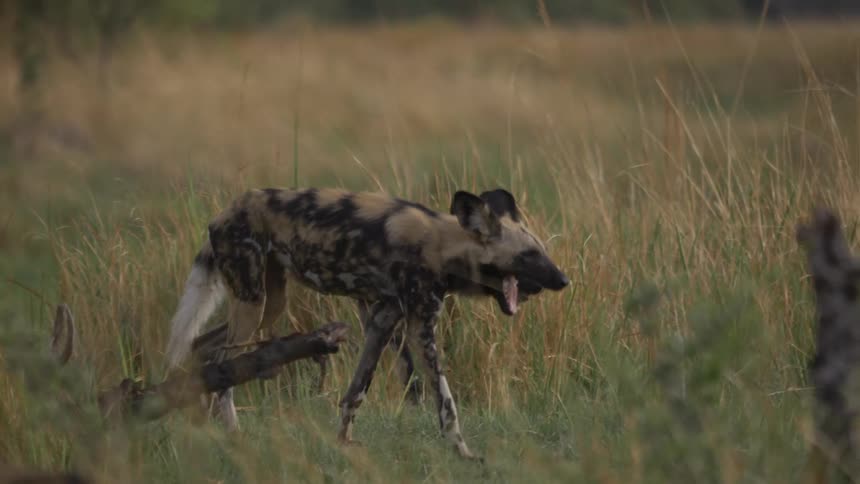 Hyenas walk across a field