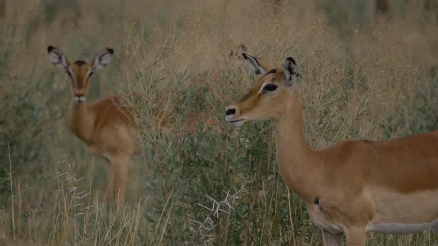 A small group of antelope with big ears in the tall grass