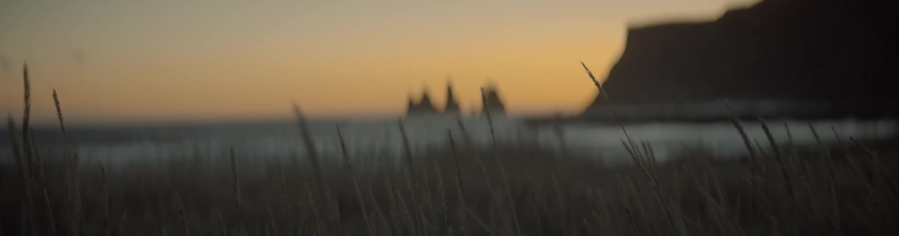 Tall grass waves in wind at dusk along seashore with high cliffs