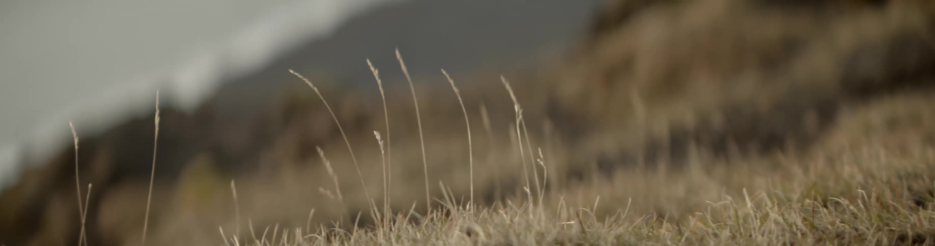 Close up of blade of grass and wheat