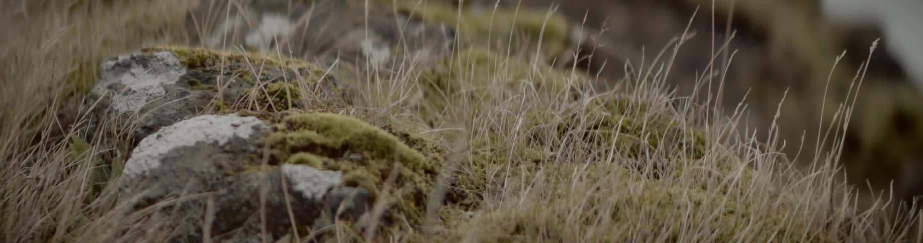 Moss grows on rocks on a grassy hillside