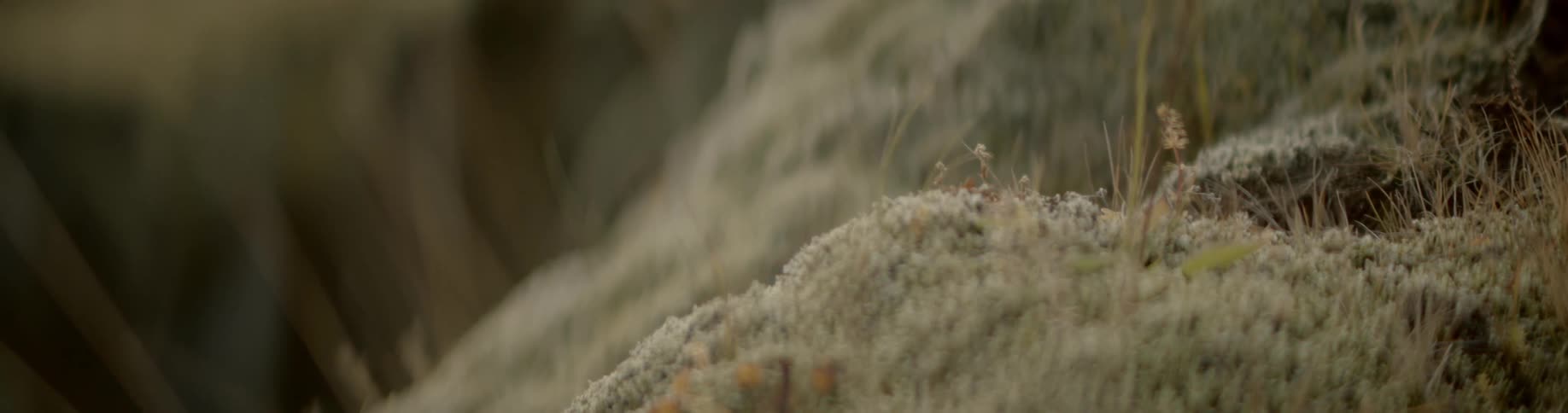 Shoots and sprouts of grass and plants growing and blowing in the wind