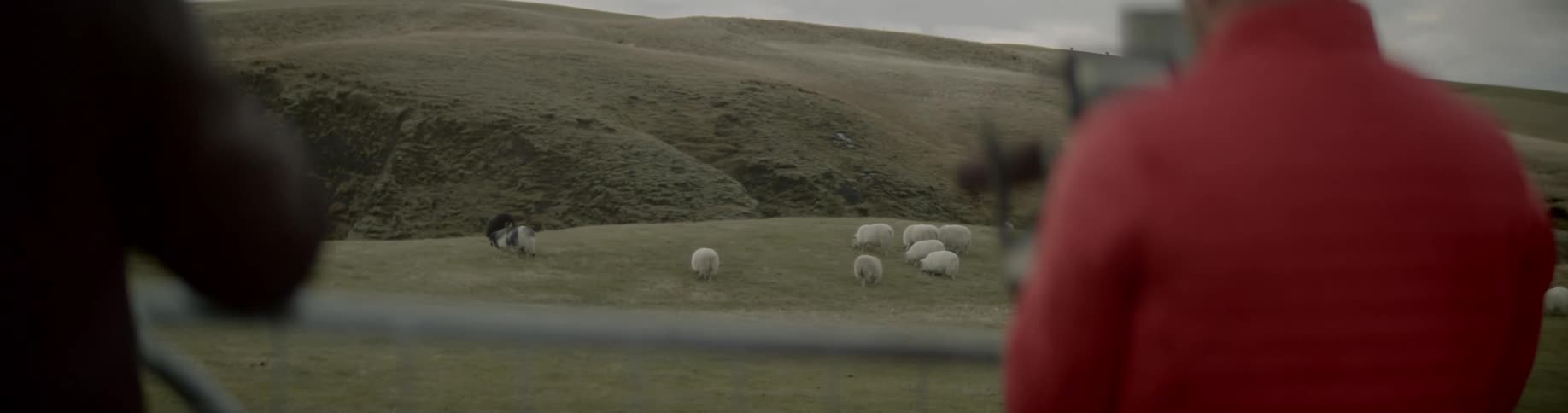 Film crew behind fence films flock of sheep on grass hills