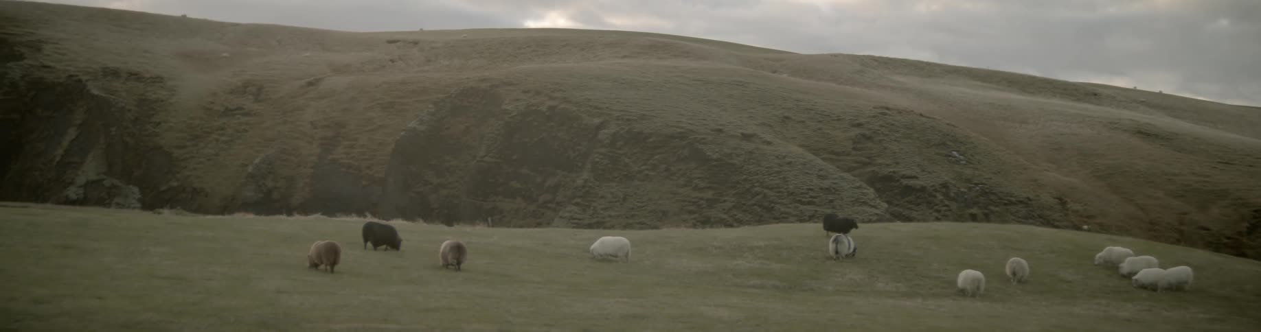 Animals in the field