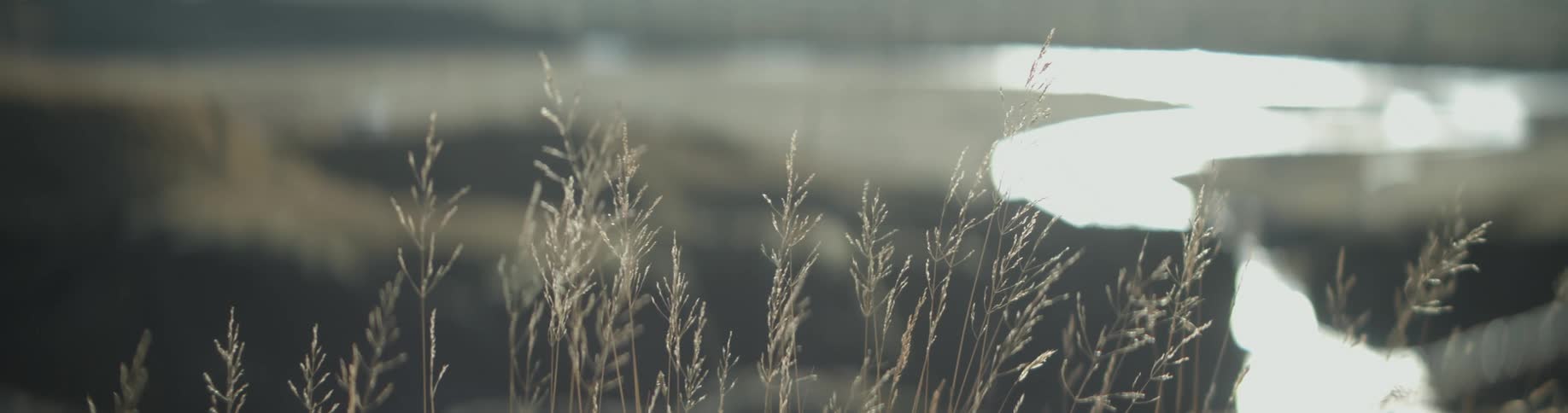 Stalks of wheat grass in the breeze
