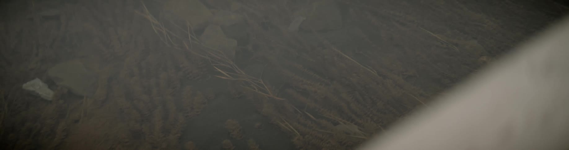 Tendrils of vegetation sway above stones and rocks