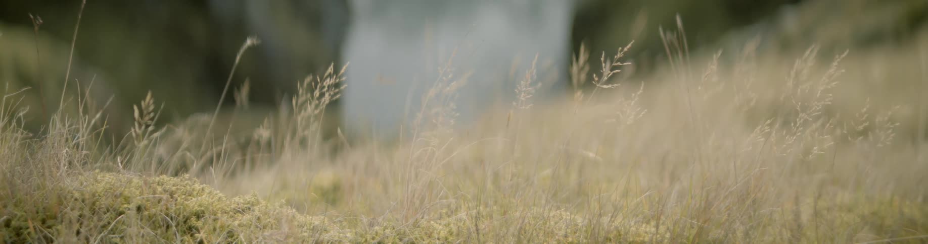 Close up of grass