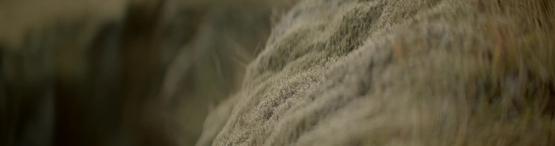 Close up view of a grass covered hill