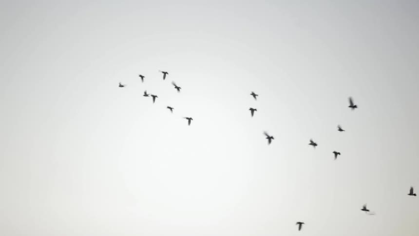 Birds flying in circles above the cliffs in front of a gray sky