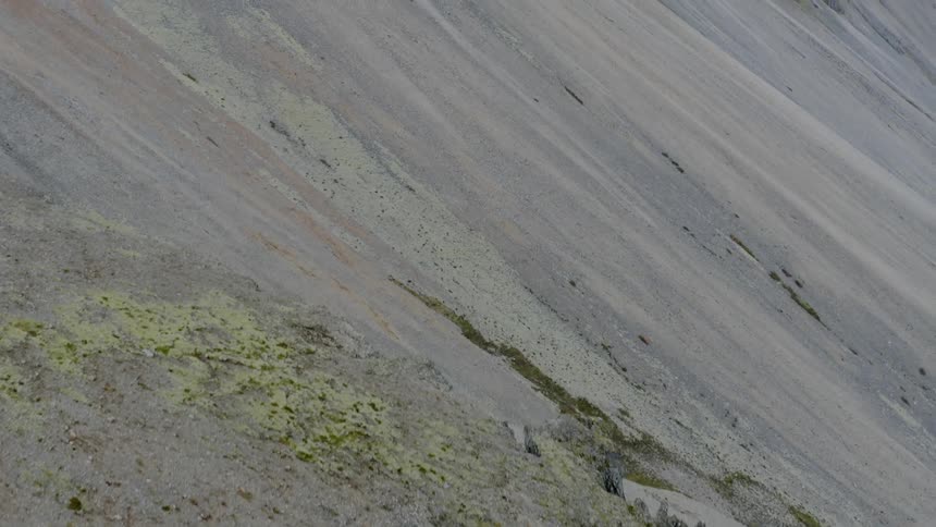 Vegetation peeks through a layer of snow on a mountain