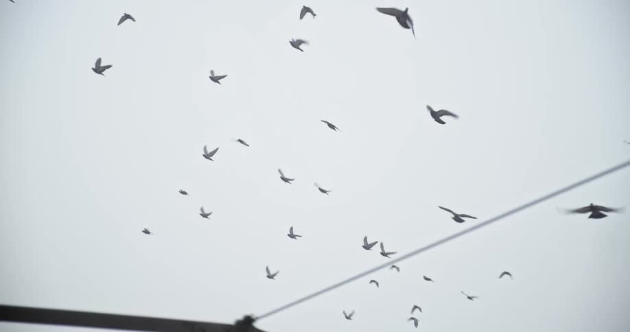 Flock of birds flying over Jama Masjid of Delhi India