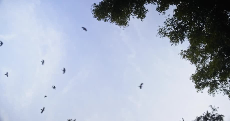 Birds float in the air