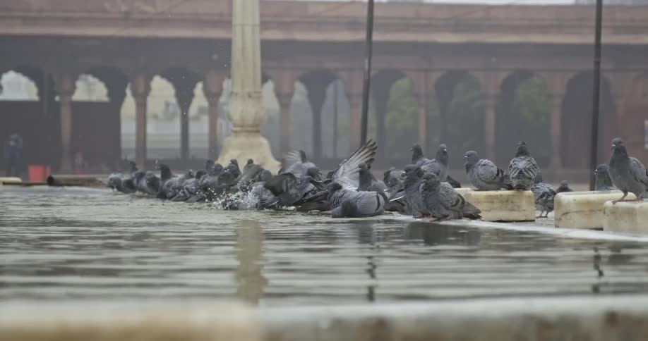 Pigeons drinking water in front of jama masjid mosque in india