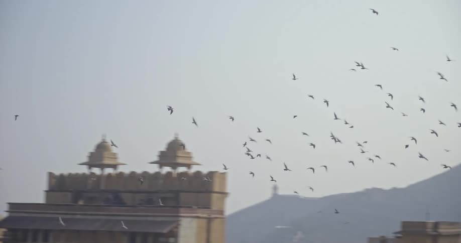 Flock of Birds fly over Amer Fort in India