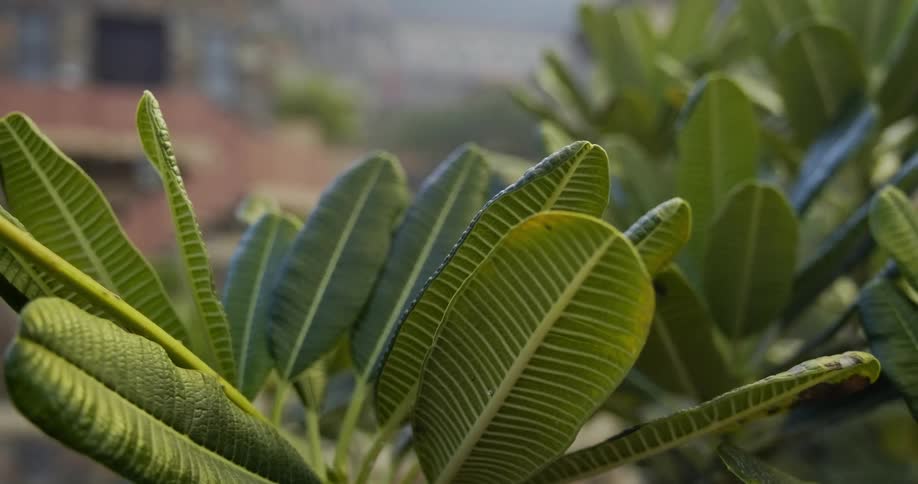 Close up of an outdoor plant with view of building in the distance