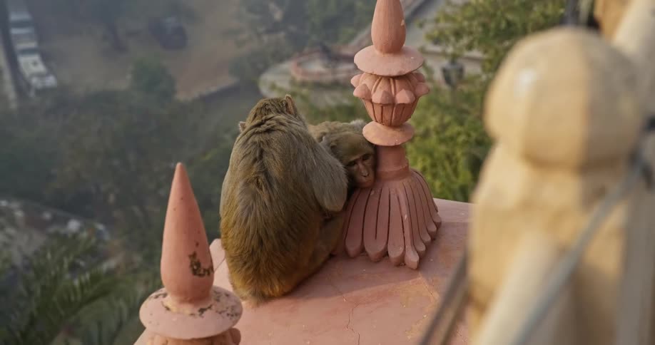 Two monkeys sit together on the wall