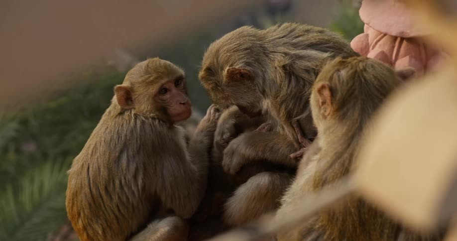 A group of small monkeys with long hair sit together while grooming