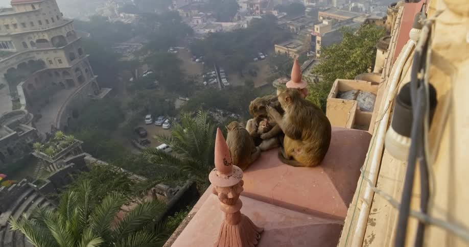 High atop a ledge of a building overlooking a city there are three monkeys crouched together while grooming each other
