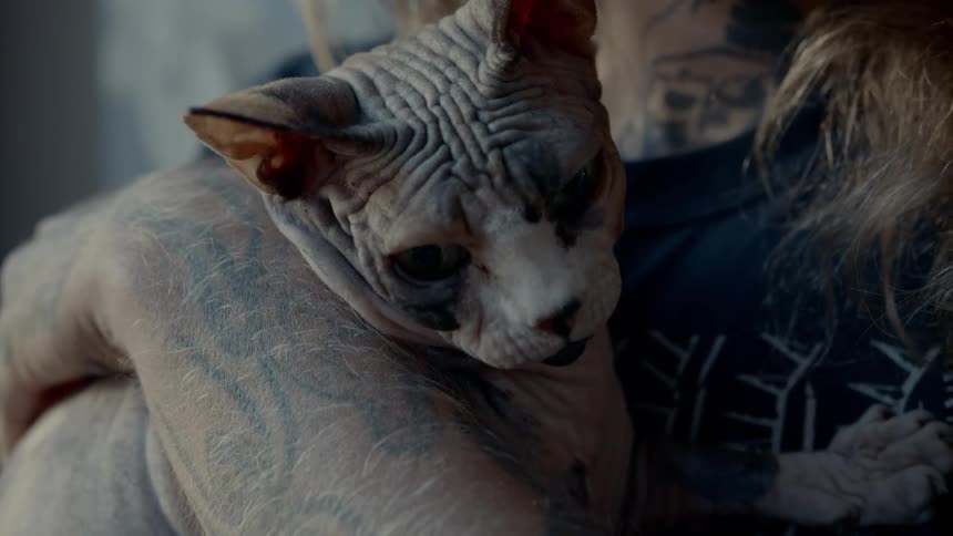 A person is holding their cat
