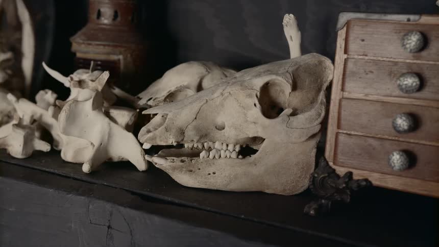 On a ledge are multiple old animal bones and a skull