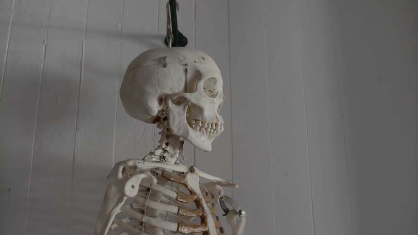 A model skeleton hangs from a hook mounted on a white wall