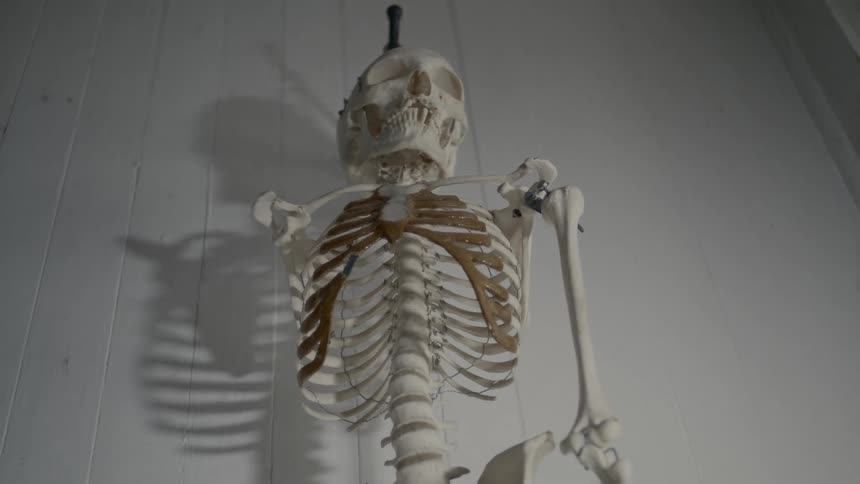 Skeleton on display against a white wall in a room