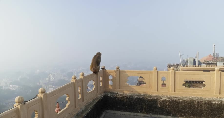 A monkey walks and sits on a railing of a rooftop