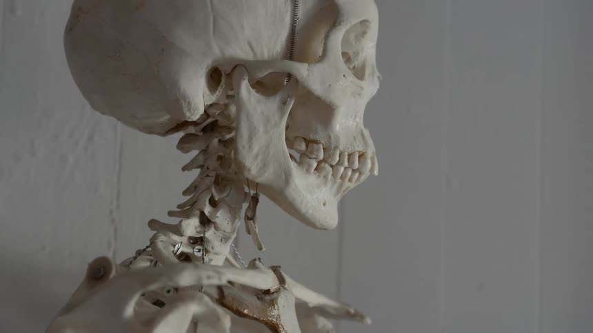 A skeleton is in front of a white paneled wall