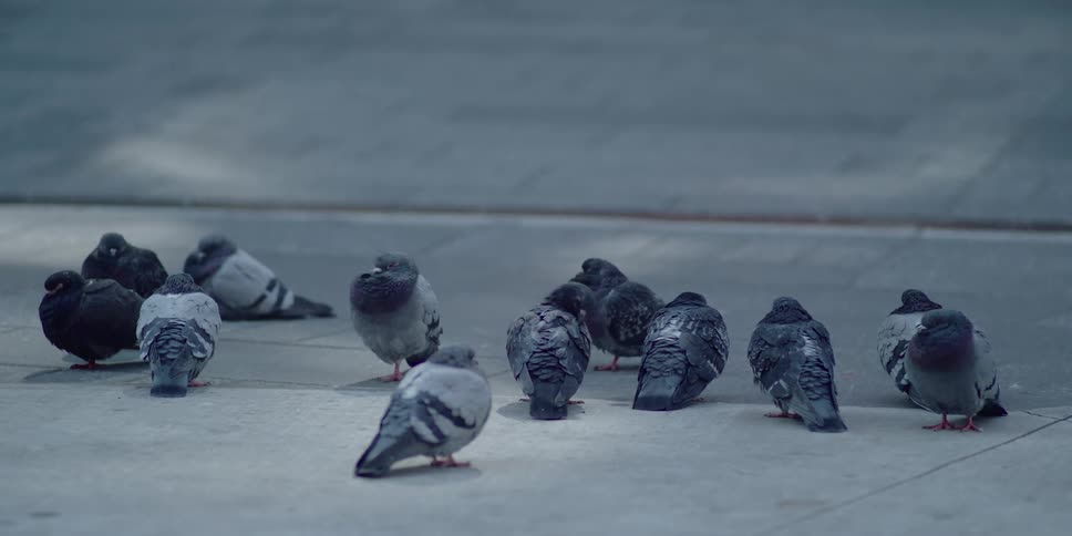 Birds sitting together on some pavement