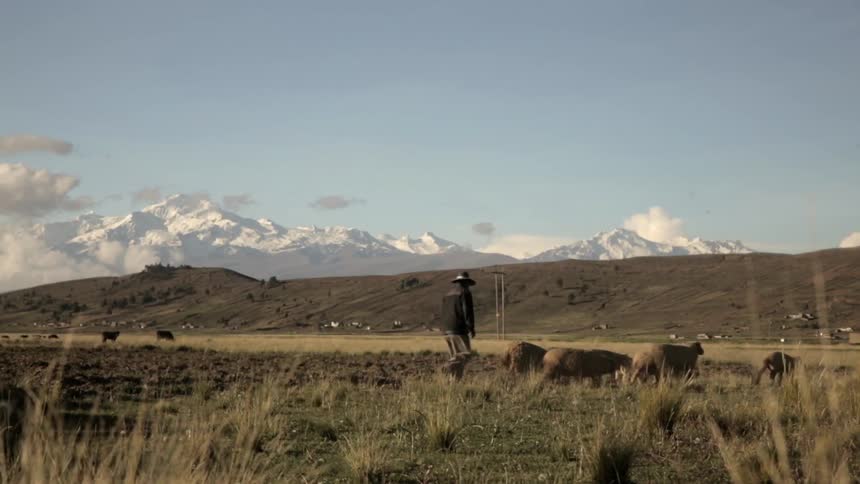 A farmer herds his sheep