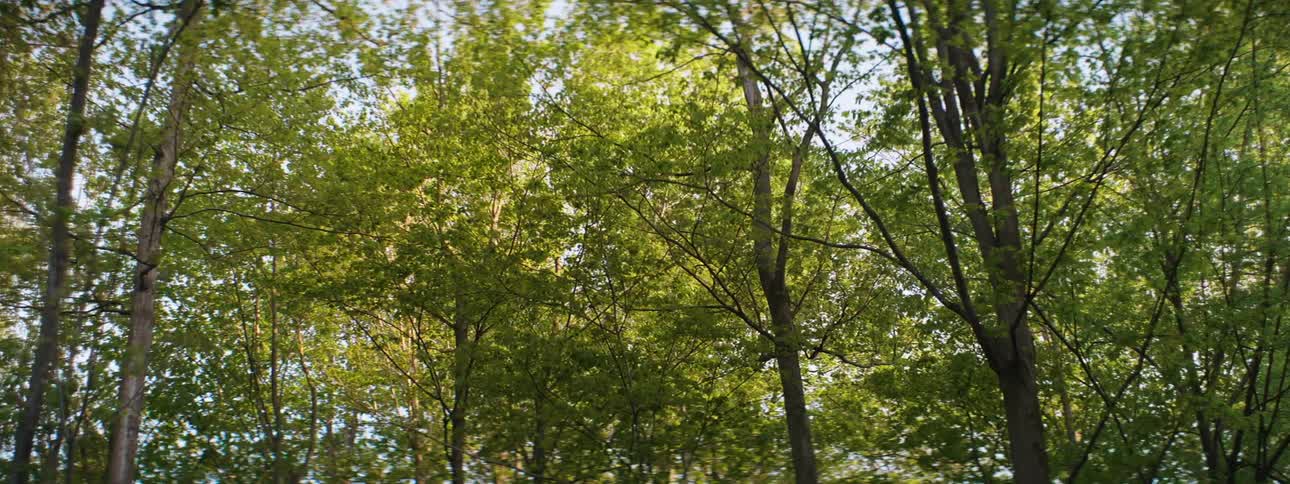 Blue sky shows through treetops in woods