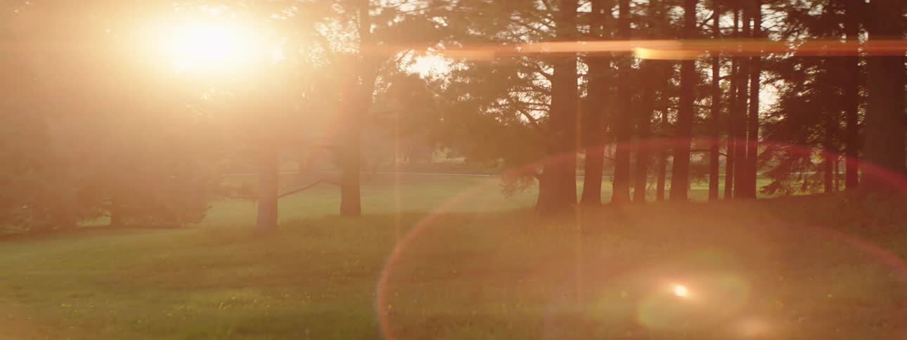 Sunlight shines through a grove of tall evergreen trees in a grassy field
