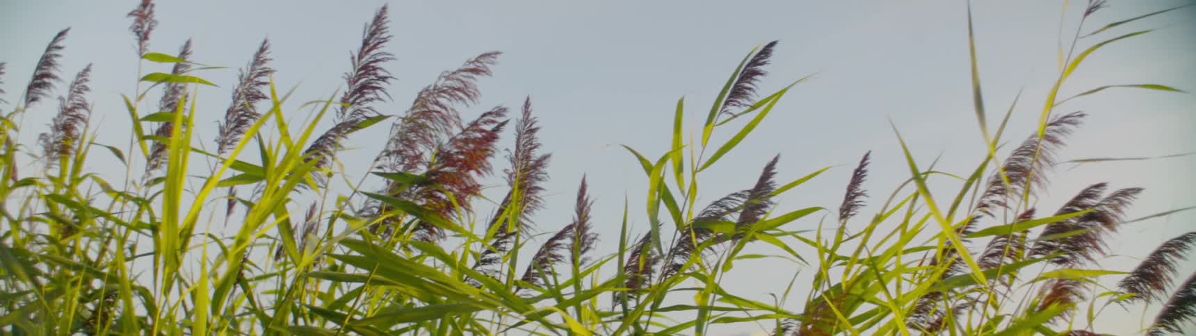 Close up of plant with dark feathery blooms swaying in the breeze
