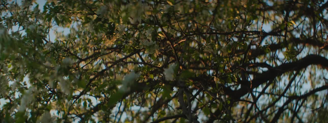 Flowers budding in a tree