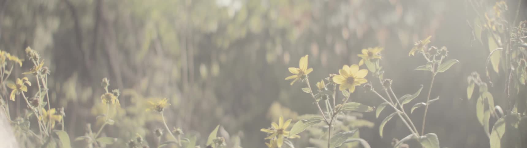 Small sunflowers stand near woods during the day