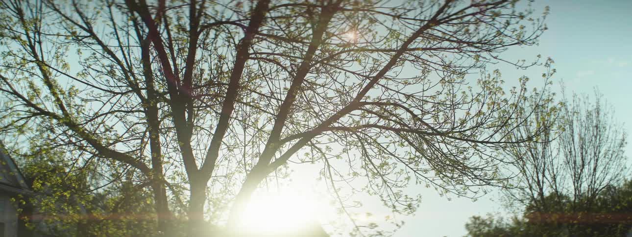 A tree has only a small amount of leafs on it as the sun shines brightly in the sky above