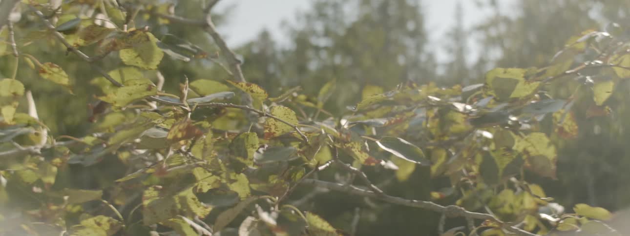 Tree branch blowing in the wind on a windy day