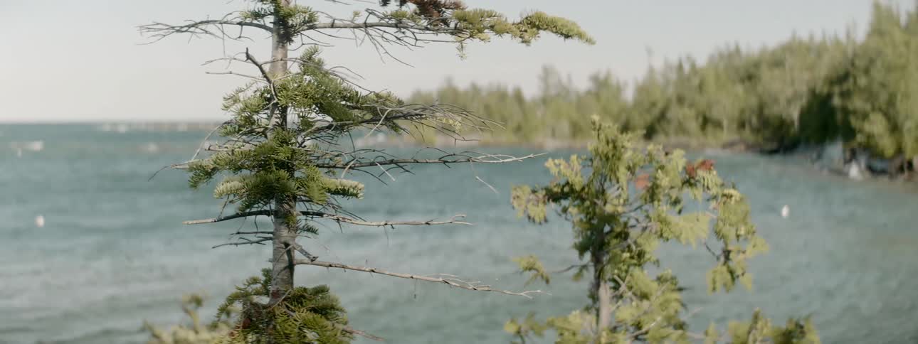 Tree branches move slightly in a breeze
