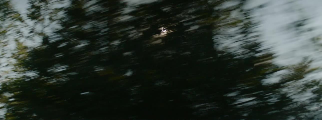 The sun shines brightly in the case as it peeks through the leafs of trees that are being passed very quickly