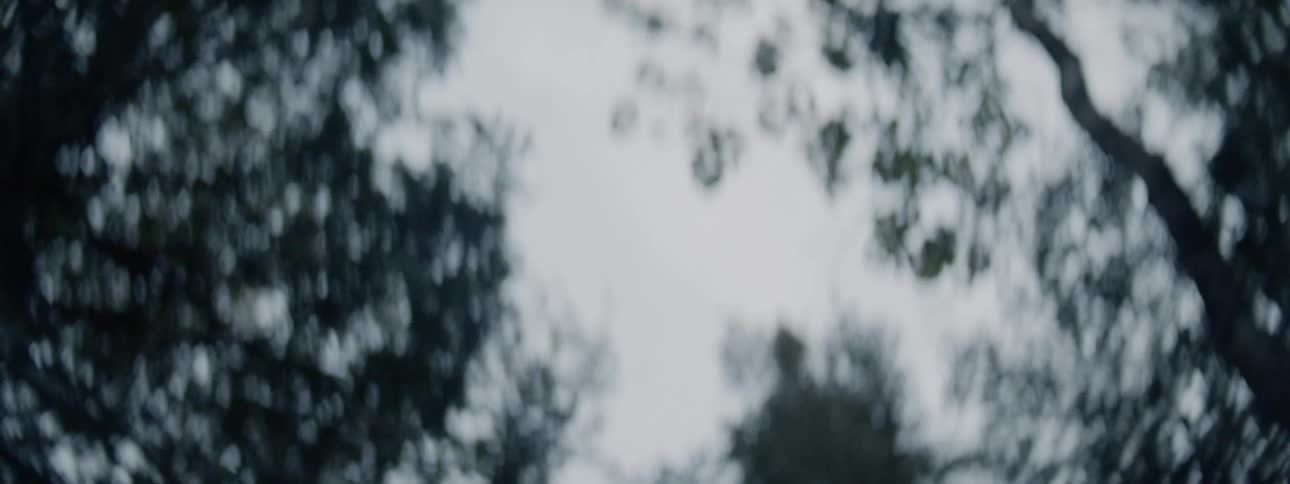 Trees blowing in the wind with the sky above