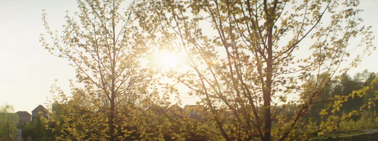 Early morning sunlight filtering through the trees