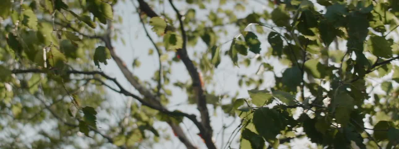 Trees with leaves blowing in the wind and the sun in the background