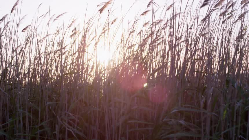 The sun shines through tall grass