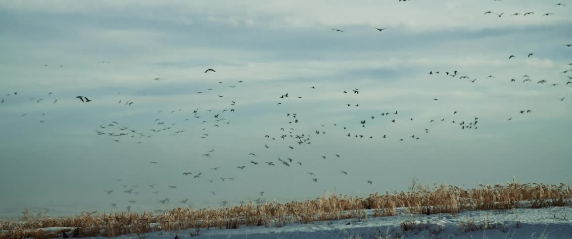 Wetlands with birds flying in the sky