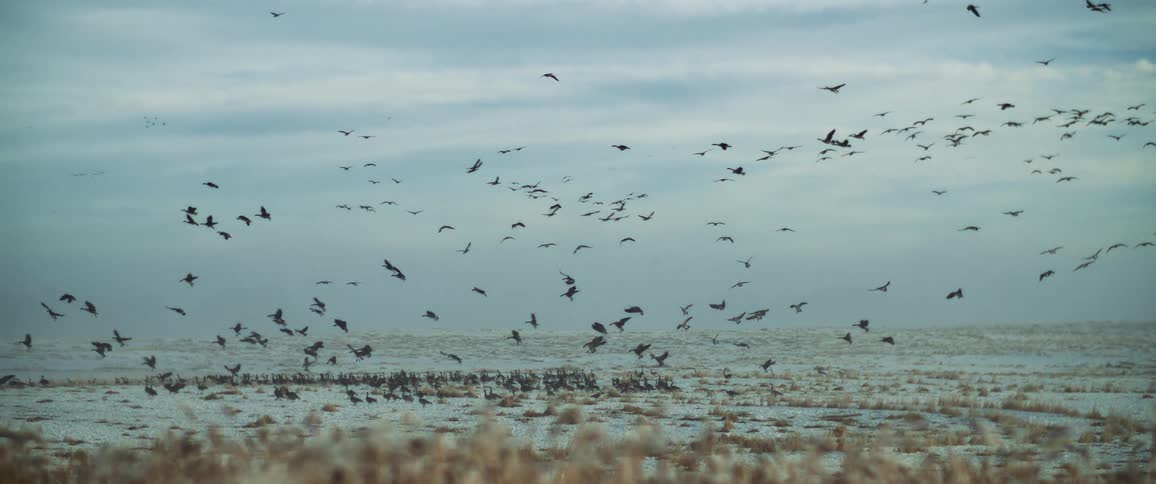 Flock of birds flying and landing on plains