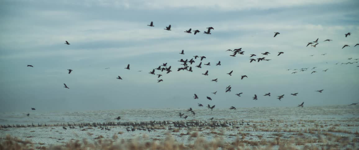 Birds flocking over a meadow in the early morning