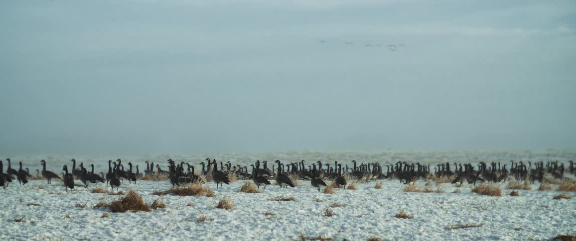 A very large gathering of geese stand and walk around a sandy beach area
