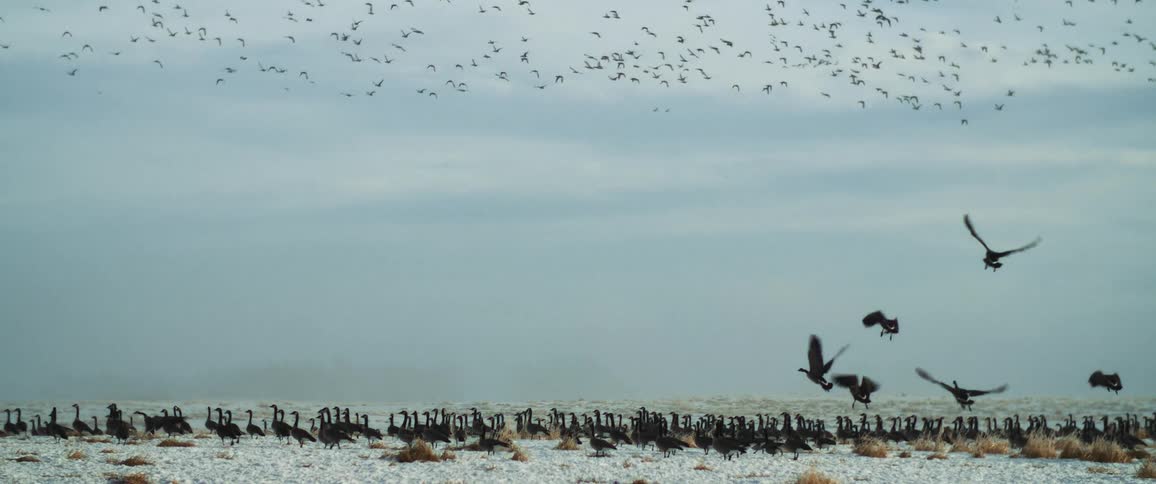 Birds walking on the ground and flying in the sky