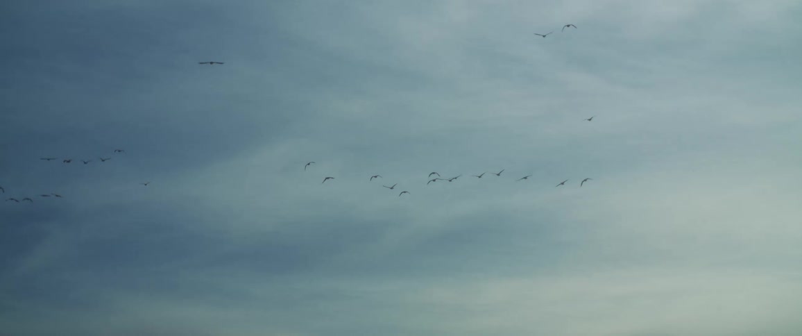 Birds fly in formation across cloudy blue sky
